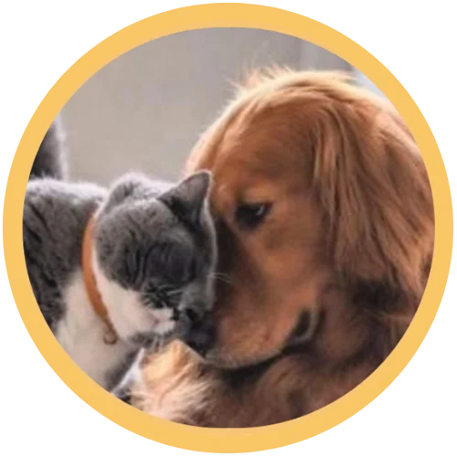 Chien et Chat