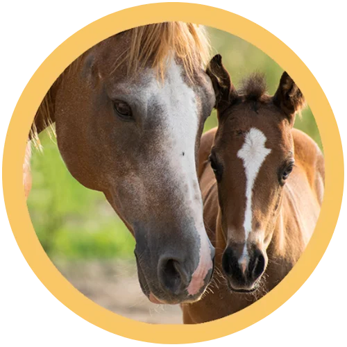 chevaux et Poulin